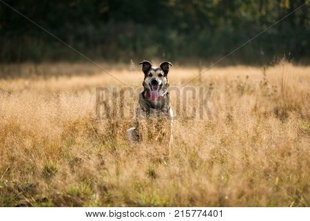 Portrait Of Beautiful Happy Dog, Looking At Camera, Sitting In A Sunny Meadow
