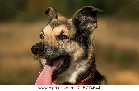 Portrait Of Beautiful Happy Dog, Looking Aside, Standing In Sunny Meadow