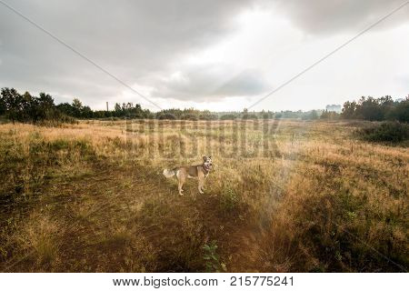 Portrait Of Beautiful Happy Dog, Looking At Camera, Standing In A Sunny Meadow