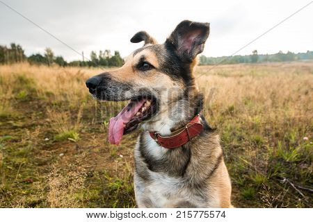 Portrait Of Beautiful Happy Dog, Looking At Camera, Standing In A Sunny Meadow