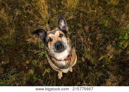 Portrait Of Beautiful Happy Dog, Looking At Camera, Standing In A Sunny Meadow