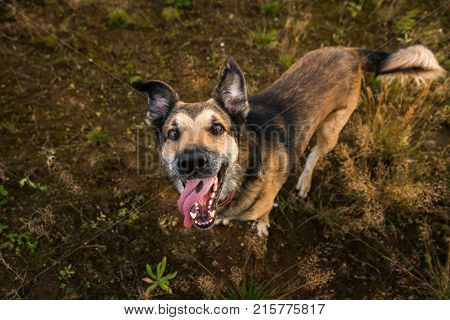 Portrait Of Beautiful Happy Dog, Looking At Camera, Standing In A Sunny Meadow