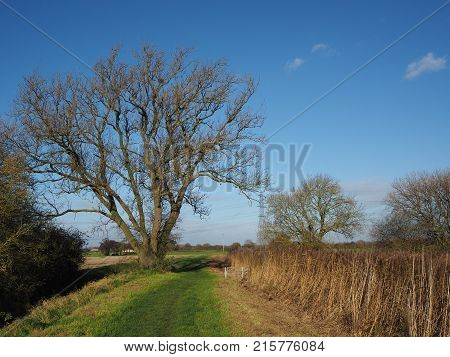 Grass track towards a tree near Pocklington, Yorkshire, UK