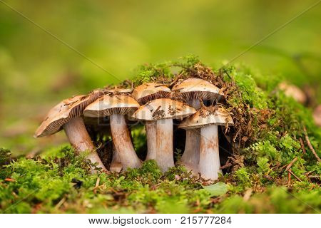 Cortinarius - Inedible Fungus