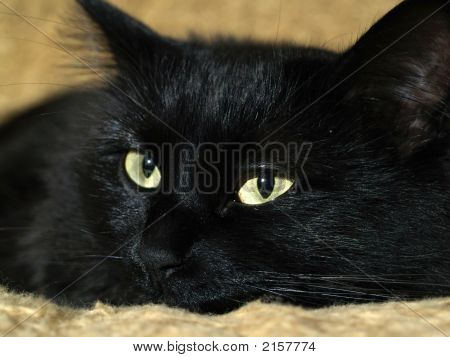 Gatto nero