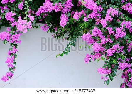 Pink bougainvillea flower blossom with leaf branch and white wall background, flower fence in the city street
