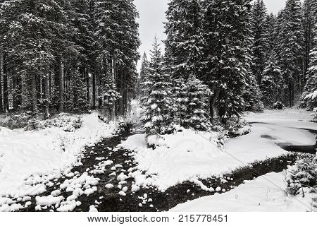 Winter landscape: fabulous winter forest in the snow mountain river with banks covered with snow and ice. Slovakia. Black and white photo