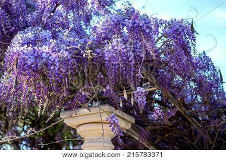 Beautiful Purple Wisteria Flowers