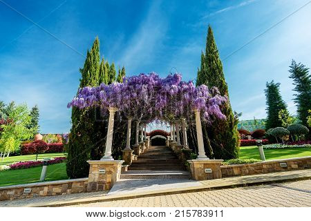 Beautiful Purple Wisteria Flowers