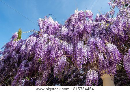 Wisteria blooming flowers - spring nature background
