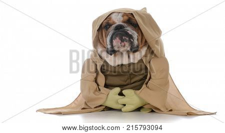 bulldog wearing munk costume on white backgroun