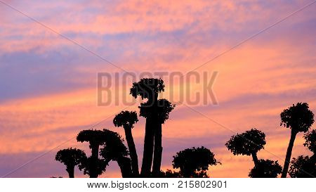 Silhouette dwarfed trees with sunlight on sunset sky and clouds abstract background,colorful sky at dusk with top view