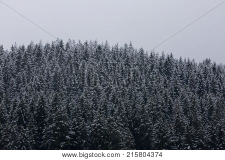 Amazing nice fogy forest in Germany Schwarzwald.