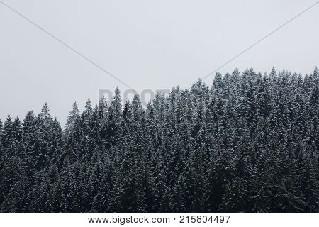 Amazing fogy forest details in Germany - Schwarzwald.
