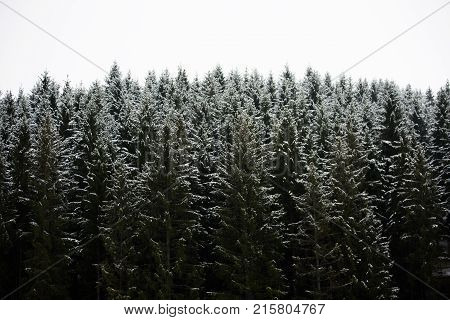 Amazing fogy forest details in Germany - Schwarzwald.