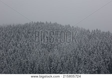 Amazing fogy forest details in Germany - Schwarzwald.