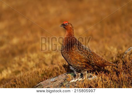 Male Red Grouse Lagopus lagopus scotica in heather moorland, Scotland