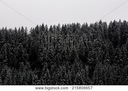 Amazing fogy forest details in Germany - Schwarzwald.