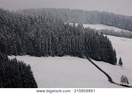 Amazing fogy forest details in Germany - Schwarzwald.