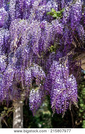 Beautiful Purple Wisteria Flowers