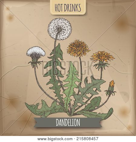 Dandelion aka Taraxacum officinale hand drawn color sketch with leaves and flowers. Used as coffee substitute. Hot drinks collection. Great for cafe, bars, tea ads.