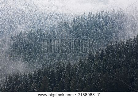 Amazing fogy forest details in Germany - Schwarzwald.