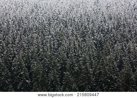 Amazing fogy forest details in Germany - Schwarzwald.