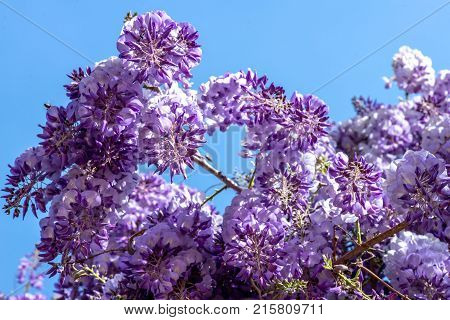 Beautiful Purple Wisteria Flowers
