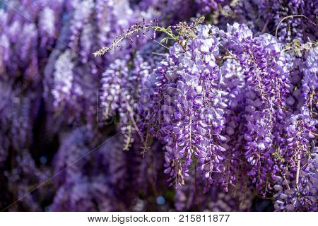 Beautiful Purple Wisteria Flowers