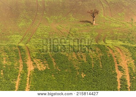Landscape with a lonely tree in the middle of green field in south Moravia Czech Republic