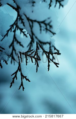 Juniper bushes in the snow. First snow. Snow in the garden on the coniferous bushes. Green juniper sprout under snow