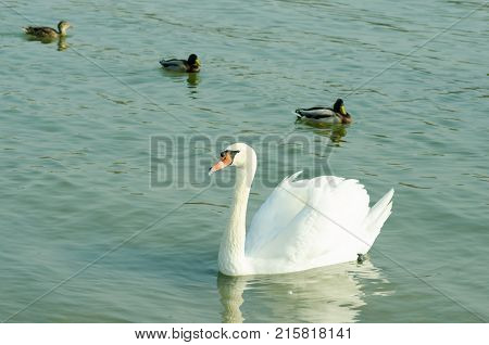 Beautiful white mute swan swimming in the blue water in the evening sunlight in Danube river Novi Sad, Serbia