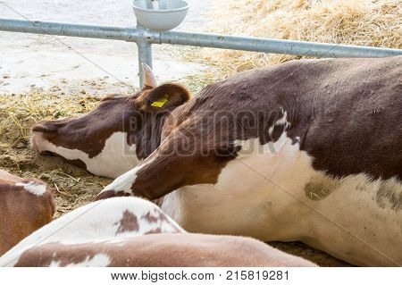 A white-brown cow lies on the floor in the pen. sick cow. Diseases of cattle. Veterinary assistance