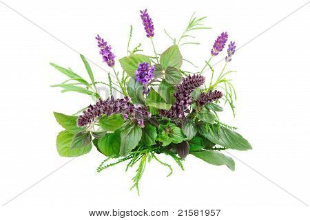Frische Kräuter