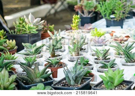 Various types of succulent plant pot - echeveria sempervivum flowering plants for trade sale. Many miniature succulent plants in round and square pots. Cactus succulents in a planter