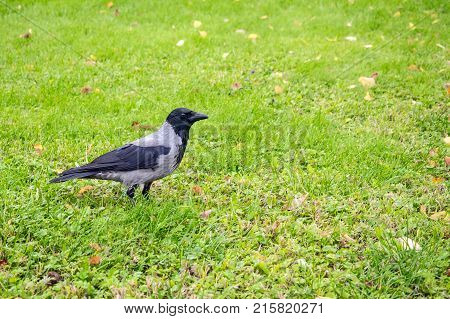 Hooded Crow Corvus cornix on a background of green grass with yellow leaves. Smart grey and black crow bird standing still on the grass taken from side