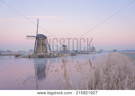 Windmills with reeds and ice in the soft morning light of a winter sunrise resulting in pastel hues and creating a frozen fairy tale landscape in Kinderdijk the Netherlands.