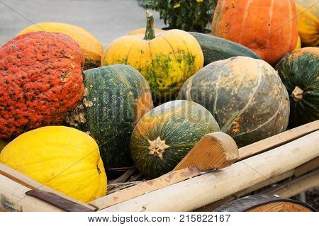 Colorful ornamental pumpkins and gourds in wooden cart in open market in the street. Different autumn orange yellow and green pumpkins and gourds in a decorative cart. Holiday decoration. Seasonal Assortment