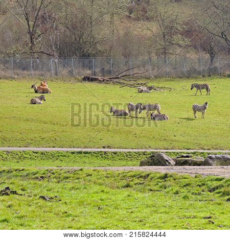 Animals resting, grazing and roaming the area at Wildlife Safari game park near Winston Oregon usa