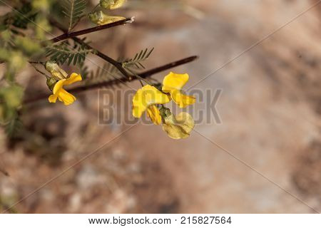 Egyptian Riverhemp (sesbania Sesban)