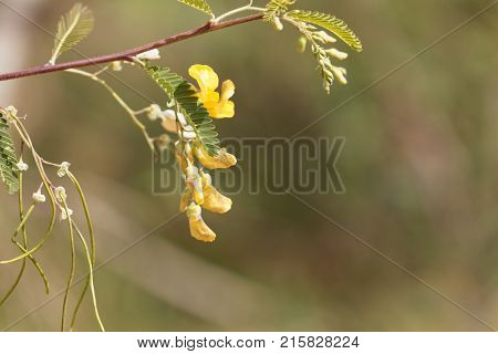 Egyptian Riverhemp (sesbania Sesban)