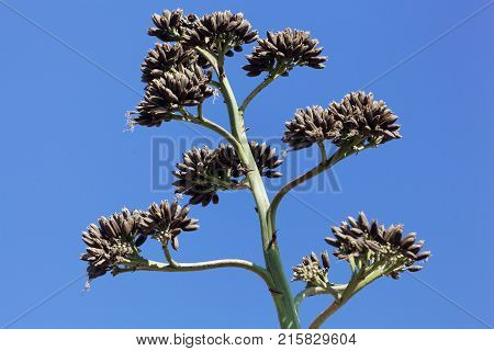 Seeds Of An American Aloe