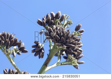 Seeds Of An American Aloe