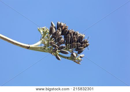 Seeds Of An American Aloe
