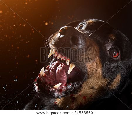 Ferocious Rottweiler barking mad on black background.