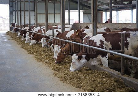 Dairy cows of Monbeliard breeding in free livestock stall