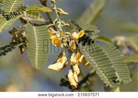 Egyptian Riverhemp (sesbania Sesban)