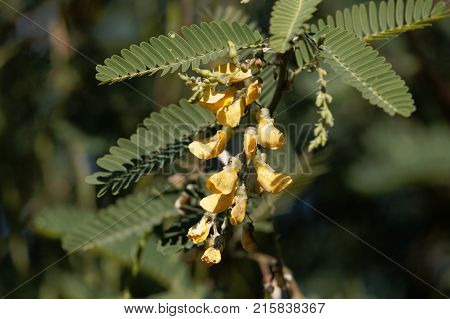 Egyptian Riverhemp (sesbania Sesban)