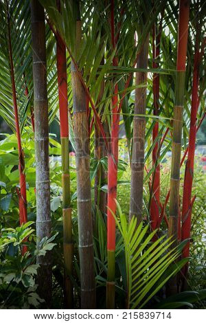 beautiful red lipstick palm tree decorated in home garden