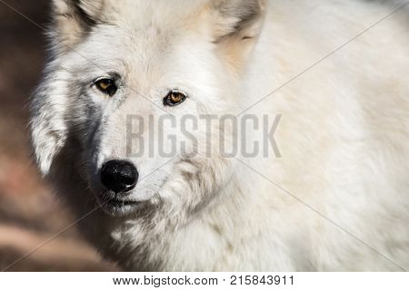 White Arctic wolf (Canis lupus arctosportrait) has amber colored eyes and a beautiful thick coat of fur in the fall